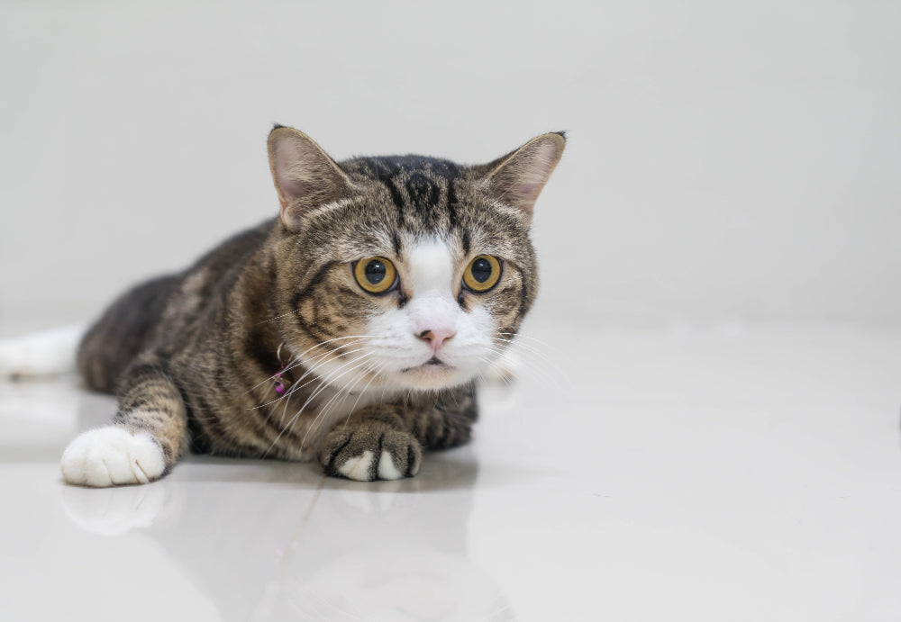 How can my cat get fleas? !!