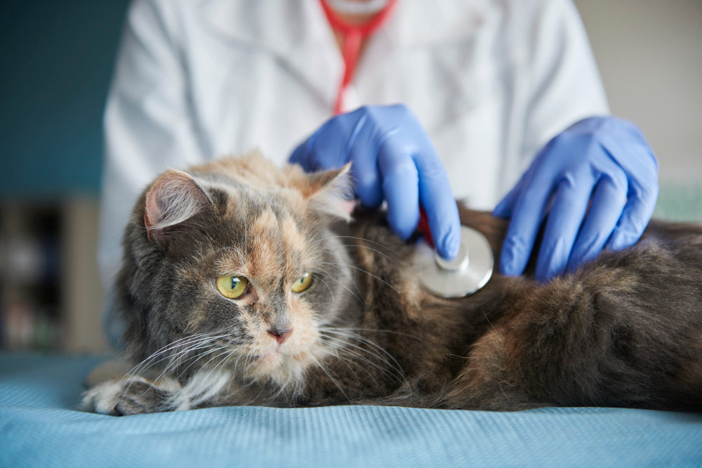 Cat Hair Loss: Causes and Treatment